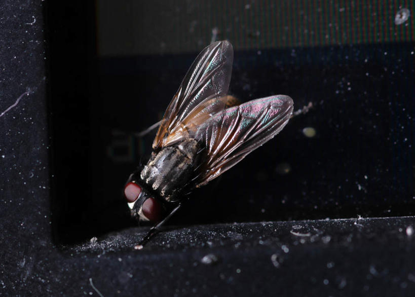 眼睛,眉毛,睫毛,无人,横图,俯视,室外,白天,苍蝇,瞳孔,细菌,翅膀,昆虫,一只,红色,动物,趴着,眼部,病菌,害虫,传染,四害,睫,眉,眼,眼睫毛,眼眉,趴,彩图,高角度拍摄,全身,眼眉毛