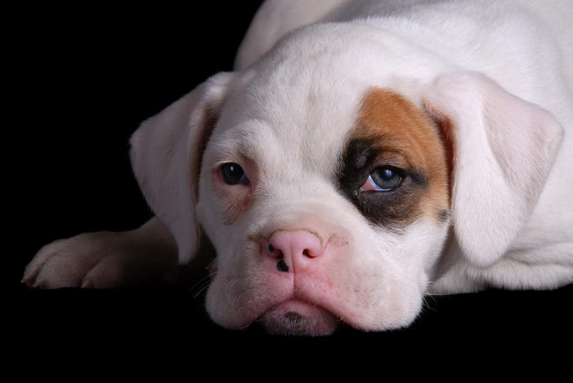 眼睛,眉毛,睫毛,无人,横图,室内,白天,正面,失败,宠物,狗,瞳孔,一条,灰色背景,沮丧,黄色,白色,动物,趴着,难受,可爱,无奈,眼部,摄影,影棚,失望,悲伤,伤心,难过,失落,忠诚,颓废,挫败,受挫,落败,落空,错过,失足,失意,失策,失算,颓丧,衰颓,悲哀,懊丧,颓靡,气馁,丧气,败北,挫折,失利,睫,眉,眼,眼睫毛,眼眉,犬,趴,半身,彩图,影棚拍摄,拍摄,眼眉毛