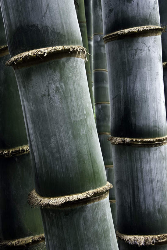 无人,竖图,室外,特写,白天,正面,旅游,度假,美景,竹子,许多,景观,竹节,很多,娱乐,竹竿,自然,享受,休闲,景色,放松,自然风光,彩图