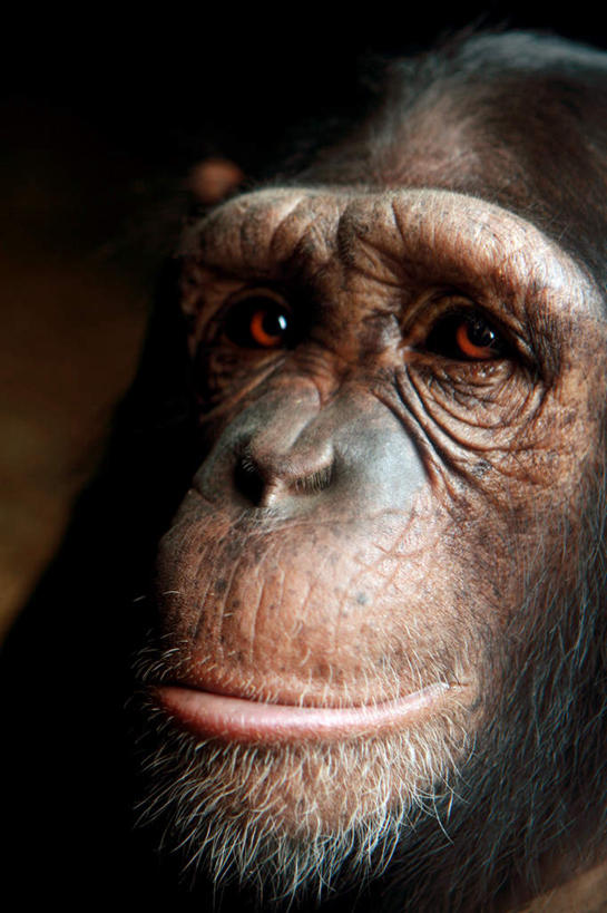 脸,头,眼睛,鼻子,嘴,耳朵,脸颊,无人,坐,竖图,室外,特写,白天,正面,野生动物,猩猩,瞳孔,阴影,朦胧,模糊,反射,影子,注视,一只,动物,观察,看,眼部,活泼,观看,察看,关注,黄猩猩,头部,鼻,鼻孔,耳,耳部,口,口腔,脸部,脸蛋,面部,眼,嘴巴,嘴唇,红猩猩,红毛猩猩,坐着,半身,彩图