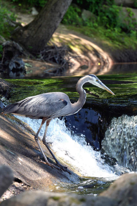 眼睛,无人,站,竖图,室外,白天,正面,旅游,度假,草地,草坪,河流,石头,美景,水,植物,鸟,美国,瞳孔,阴影,光线,苍鹭,鸟类,石子,影子,河水,景观,水流,树桩,注视,娱乐,草,树,树干,绿色,小溪,阳光,自然,溪水,观察,看,站着,享受,休闲,木桩,景色,放松,眼部,观看,察看,北美,北美洲,关注,自然风光,美洲,喙,大蓝苍鹭,弗吉尼亚,弗吉尼亚州,北亚美利加洲,亚美利加洲,维吉尼亚,老自治领州,灰鹳,眼,石块,岩石,站立,彩图,全身