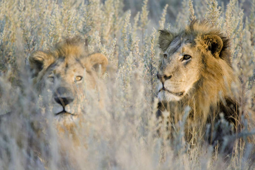 无人,坐,横图,室外,白天,正面,植物,哺乳动物,野生动物,狮子,非洲,博茨瓦纳,两头,枯萎,枯草,注视,草,黄色,动物,观察,看,趴着,观看,察看,关注,凶猛,波札那,博茨瓦纳共和国,残暴,凶残,趴,坐着,半身,彩图