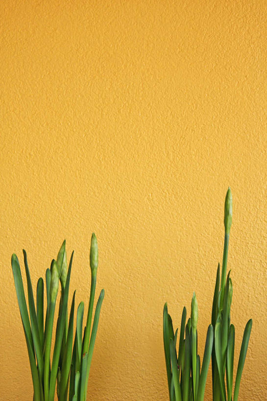 无人,竖图,室内,特写,白天,正面,爱情,陶醉,植物,水仙花,黄色背景,一个,绿色,自然,摄影,影棚,生长,单个,成长,记忆,金盏银台,玉玲珑,女史花,雅蒜,天蒜,敬意,自恋,凌波仙子,水仙,天葱,彩图,影棚拍摄,拍摄