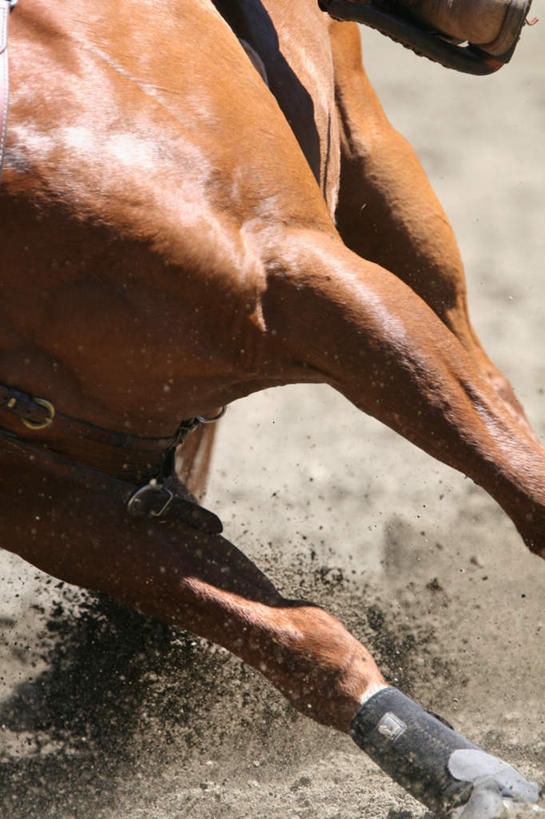 无人,跑,竖图,俯视,室外,白天,锻炼,运动,马,野生动物,阴影,光线,影子,一匹,阳光,动物,运输,牲畜,体育,跑步,半身,彩图,高角度拍摄,健身