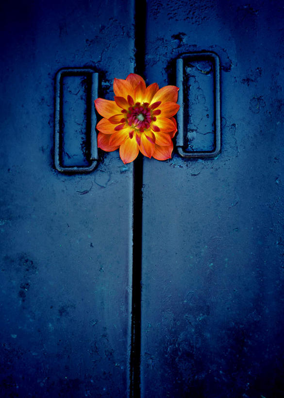 无人,竖图,室外,夜晚,正面,门,阴影,缝隙,盛开,裂缝,光线,影子,灯光,花蕾,花,花瓣,花朵,鲜花,红色,门框,花苞,花蕊,漏洞,彩图