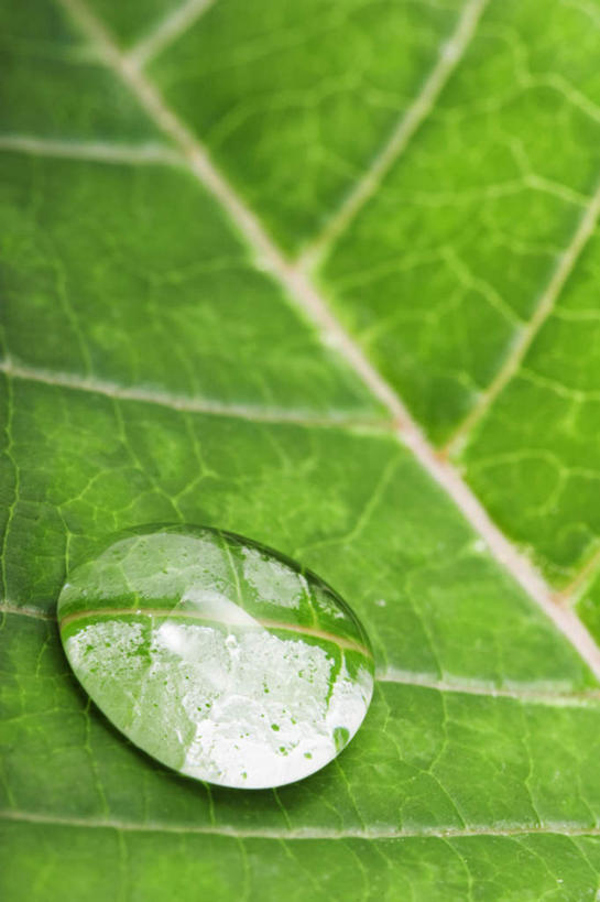 无人,竖图,俯视,室外,特写,白天,美景,水,植物,露水,叶子,一滴,阴影,透明,光线,液体,影子,景观,水滴,绿叶,水珠,绿色,阳光,自然,露珠,嫩叶,景色,生长,成长,生机,剔透,自然风光,灵动,通明,叶,叶片,彩图,高角度拍摄,晶莹