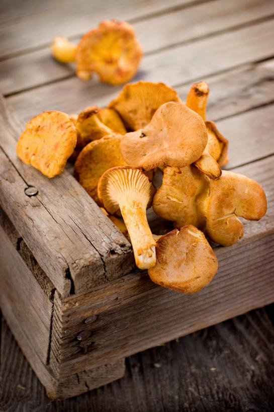 无人,竖图,俯视,室内,白天,木制,菌菇,案板,菌类,砧板,木制品,食用菌,放置,搁置,安排,真菌,鸡油菌,杏黄菌,杏菌,彩图,高角度拍摄