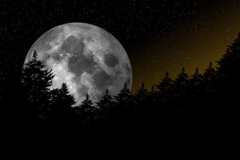 无人,横图,室外,夜晚,仰视,旅游,度假,美景,森林,树林,星空,植物,夜景,景观,月亮,月光,娱乐,树,树木,绿色,自然,享受,休闲,景色,放松,生长,成长,明亮,自然风光,皎洁,星夜,夜空,彩图,低角度拍摄