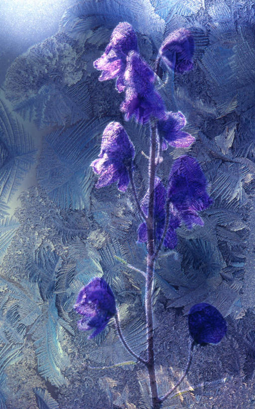 无人,竖图,室外,特写,白天,正面,神秘,静物,盛开,花蕾,冰冻,花,花瓣,花朵,鲜花,一朵,紫色,冰晶,花苞,花蕊,优美,庄重,高贵,消极,冻结,冷色,孤寂,彩图,奢华