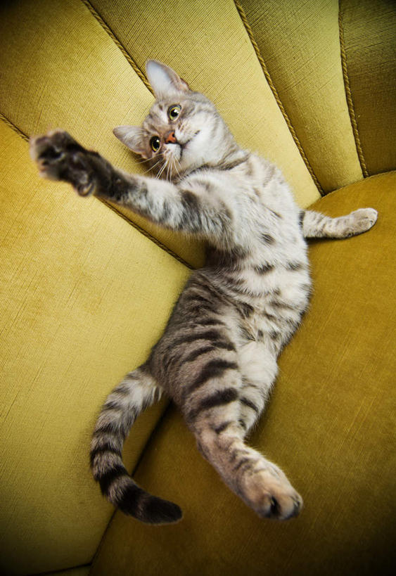 眼睛,眉毛,睫毛,无人,站,举,竖图,俯视,室内,白天,沙发,宠物,猫,瞳孔,粉色背景,注视,一只,蓝色,灰色,动物,观察,看,托,站着,可爱,眼部,摄影,影棚,观看,好奇,察看,关注,猫咪,布艺沙发,睫,眉,眼,眼睫毛,眼眉,举起,举手,举着,向上举,向上伸,向上托,站立,彩图,高角度拍摄,全身,影棚拍摄,拍摄,眼眉毛