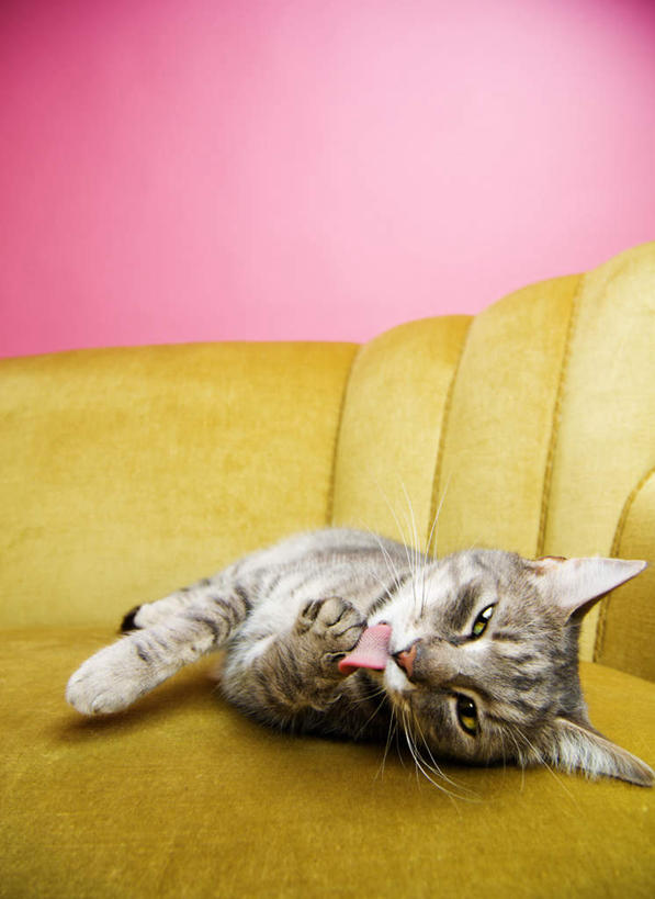 眼睛,眉毛,睫毛,无人,站,举,竖图,俯视,室内,白天,沙发,宠物,猫,瞳孔,粉色背景,注视,一只,蓝色,灰色,动物,观察,看,托,站着,可爱,眼部,摄影,影棚,观看,好奇,察看,关注,猫咪,布艺沙发,睫,眉,眼,眼睫毛,眼眉,举起,举手,举着,向上举,向上伸,向上托,站立,彩图,高角度拍摄,全身,影棚拍摄,拍摄,眼眉毛