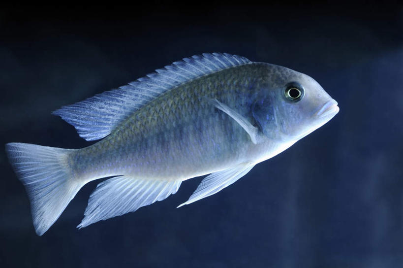 海鲜,无人,横图,室内,白天,正面,海底,水下,一条,鱼,水底,水产,鱼类,海洋生物,海底世界,摄影,影棚,水生动物,海产品,水生物,海底动物,海床,半身,彩图,影棚拍摄,拍摄