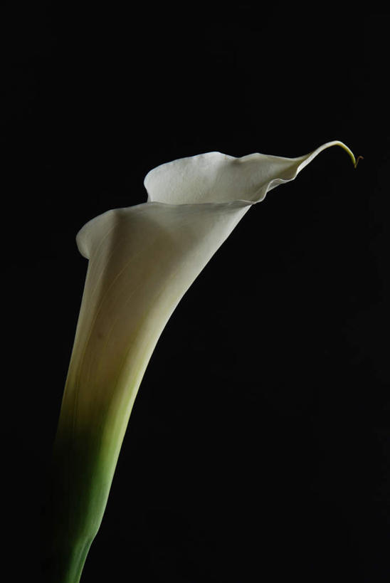 无人,竖图,室内,特写,白天,正面,纯洁,马蹄莲,黑色背景,盛开,花蕾,花,花瓣,花朵,鲜花,虔诚,一朵,白色,花苞,花蕊,摄影,影棚,希望,优雅,高贵,纯净,马蹄兰,博爱,永恒,尊贵,高洁,慈菇花,圣洁,水芋,水芋马,彩图,影棚拍摄,拍摄