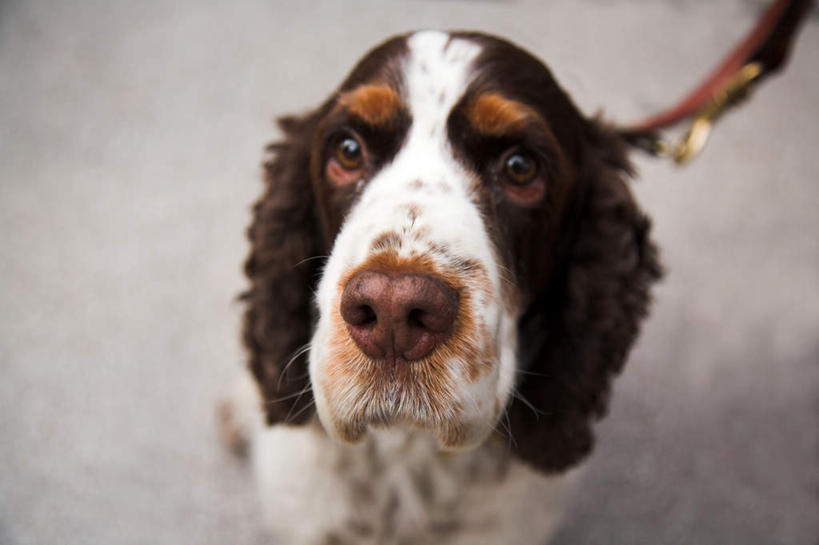 脸,头,脸颊,无人,站,横图,室外,特写,白天,正面,宠物,狗,注视,一只,动物,看,站着,可爱,关注,斯班尼犬,忠诚,头部,脸部,脸蛋,面部,犬,抬头,仰头,站立,半身,彩图