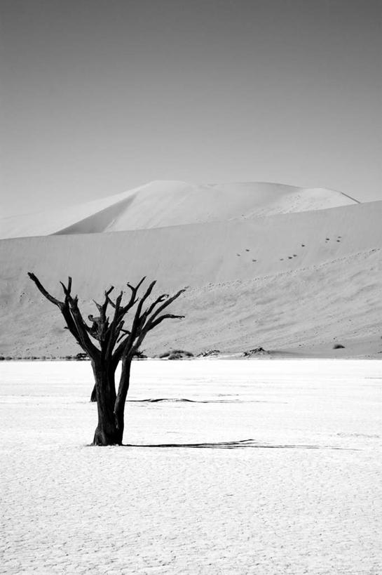 无人,竖图,全景,室外,白天,正面,旅游,度假,美景,山,山脉,天际线,植物,非洲,纳米比亚,一棵,景观,山峰,枝条,山峦,娱乐,树,树木,树枝,天空,自然,群山,天,享受,休闲,景色,放松,矗立,自然风光,耸立,挺立,纳米比亚共和国,虬枝,枝杈,彩图