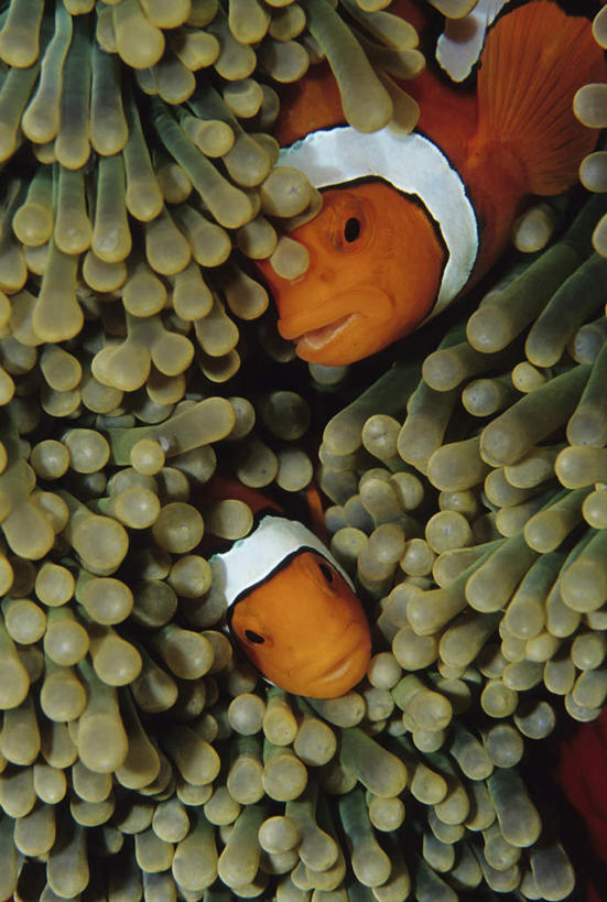 海鲜,无人,竖图,室外,白天,正面,海底,水下,海葵,鱼,珊瑚,水底,珊瑚礁,水产,鱼类,海洋生物,无脊椎动物,红色,两只,海底世界,腔肠动物,水生动物,海产品,水生物,海底动物,海底礁,海床,礁,岩石,彩图,全身