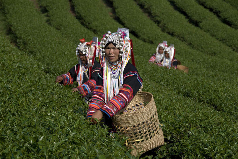 东方人,四个人,农田,站,交叉,横图,室外,白天,正面,民族服装,旅游,度假,幸福,庄稼,农作物,采摘,美景,茶,竹子,泰国,亚洲,阴影,竹制,编织,光线,篮子,箩筐,影子,景观,茶叶,注视,黄种人,娱乐,阳光,自然,竹篮,观察,看,站着,享受,休闲,温馨,景色,放松,乐趣,东南亚,观看,竹条,交织,察看,提神,舒适,竹制品,关注,自然风光,醒脑,泰王国,穿插,高山族,年轻女性,女人,女性,亚洲人,站立,半身,彩图,传统服装,民俗服,耕地,庄稼田
