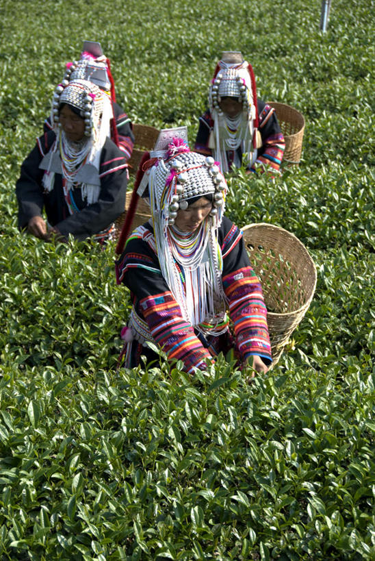 东方人,三个人,农田,站,交叉,竖图,室外,白天,正面,民族服装,旅游,度假,幸福,庄稼,农作物,采摘,美景,茶,竹子,泰国,亚洲,阴影,竹制,编织,光线,篮子,箩筐,影子,景观,茶叶,注视,黄种人,娱乐,阳光,自然,竹篮,观察,看,站着,享受,休闲,温馨,景色,放松,乐趣,东南亚,观看,竹条,交织,察看,提神,舒适,竹制品,关注,自然风光,醒脑,泰王国,穿插,高山族,年轻女性,女人,女性,亚洲人,站立,半身,彩图,传统服装,民俗服,耕地,庄稼田