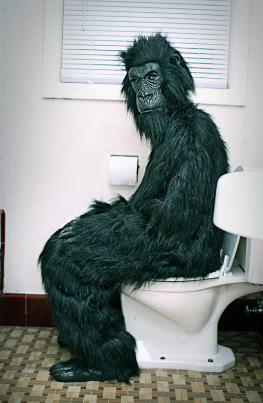 西方人,一个人,坐,竖图,室内,白天,侧面,生活用品,卫生间,洗手间,野生动物,猩猩,报纸,欧洲,欧洲人,仅一个男性,仅一个人,马桶,墙,扭头,注视,墙壁,墙面,仅一个年轻男性,动物,观察,看,转头,座便器,活泼,观看,察看,关注,卫浴,子孙桶,黄猩猩,男人,男性,年轻男性,白种人,厕所,红猩猩,红毛猩猩,坐着,彩图,全身