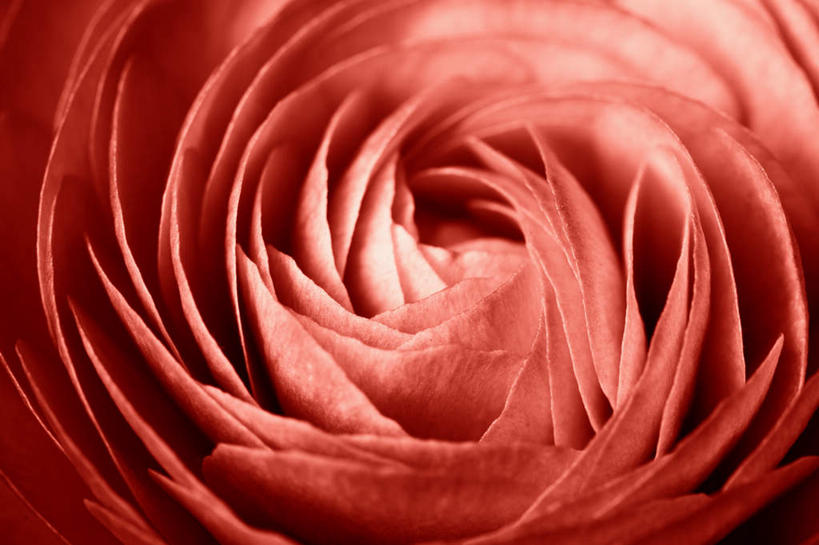 无人,横图,俯视,室内,白天,兴奋,热情,盛开,芹菜花,花毛茛,开放,花蕾,花,花瓣,花朵,鲜花,一朵,红色,花苞,花蕊,健康,温暖,奔放,活力,积极,激情,摄影,朝气,影棚,暖色,吉祥,生命,饱满,陆莲花,波斯毛茛,革命,热烈,赤色,充实,斗志,喜气,主动,彩图,高角度拍摄,影棚拍摄,欢乐,拍摄