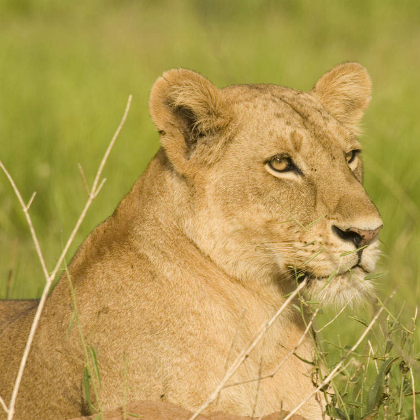 脸,头,脸颊,无人,方图,室外,白天,侧面,哺乳动物,野生动物,狮子,非洲,乌干达,一头,阴影,朦胧,模糊,光线,影子,扭头,注视,阳光,动物,观察,看,趴着,转头,观看,察看,关注,凶猛,乌干达共和国,残暴,凶残,头部,脸部,脸蛋,面部,趴,半身,彩图
