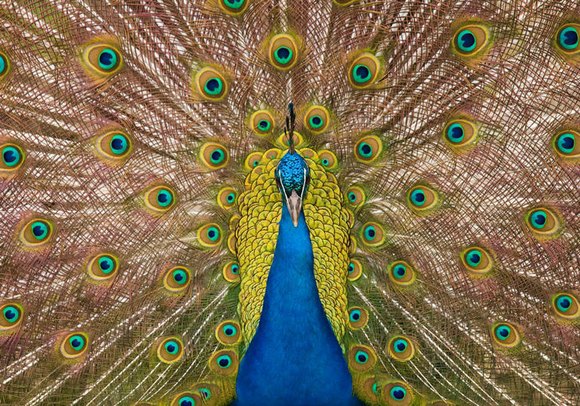 无人,站,横图,室外,特写,白天,正面,孔雀,鸟,野生动物,羽毛,轻盈,柔软,鸟类,美丽,注视,一只,蓝色,绿色,动物,观察,看,站着,可爱,活泼,观看,五颜六色,吉祥,察看,关注,华贵,善良,五彩缤纷,轻柔,越鸟,百鸟之王,站立,半身,彩图