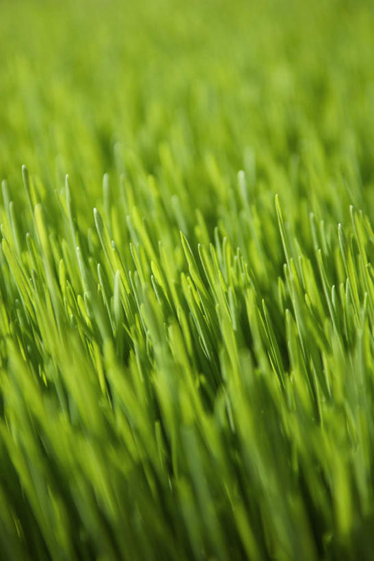 无人,竖图,室外,特写,白天,正面,草地,草坪,美景,植物,阴影,模糊,光线,影子,景观,草,绿色,阳光,自然,景色,自然风光,含糊,恍惚,模胡,依稀,隐约,彩图