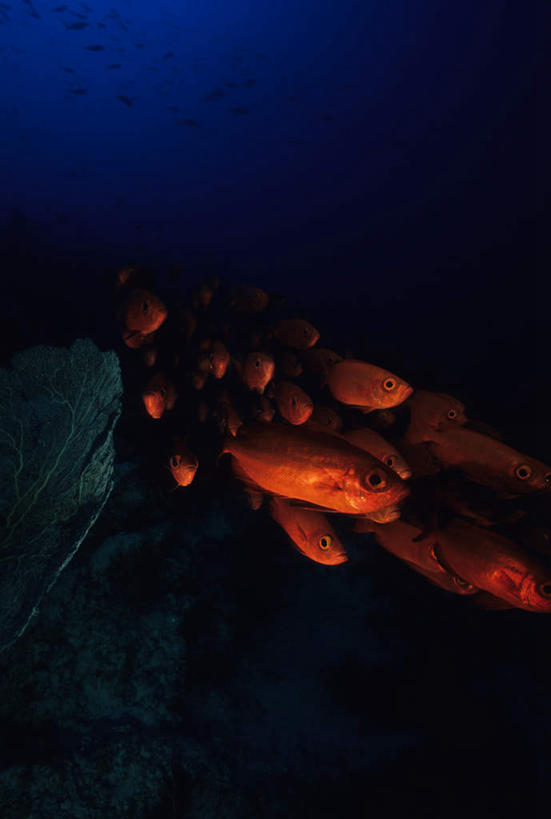 游泳,海鲜,无人,竖图,室外,白天,正面,旅游,度假,海底,水下,美景,许多,鱼,珊瑚,景观,水底,娱乐,珊瑚礁,水产,鱼类,海洋生物,自然,享受,休闲,景色,放松,海底世界,自然风光,水生动物,海产品,笛鲷,水生物,海底动物,海底礁,泅水,四带笛鲷,拍浮,海床,礁,岩石,半身,彩图