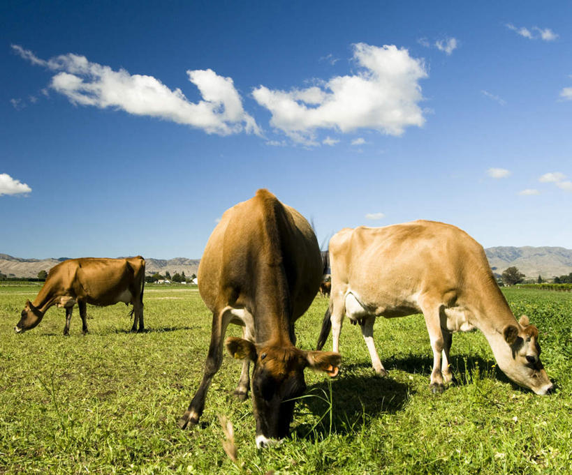 无人,站,吃,横图,室外,白天,正面,旅游,度假,草地,美景,山,山脉,植物,牛,新西兰,景观,山峰,云,云朵,山峦,云彩,娱乐,草,蓝色,绿色,白云,蓝天,天空,自然,动物,群山,天,低头,站着,享受,休闲,家畜,景色,放松,牲畜,三头,晴朗,自然风光,大洋洲,纽西兰,长白云之乡,晴空,嚼,食,站立,彩图,全身