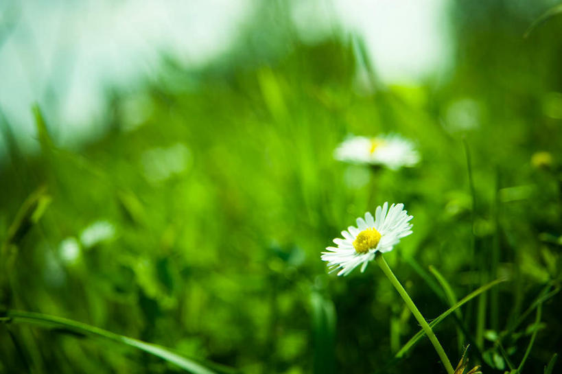 无人,横图,室外,白天,正面,旅游,度假,美景,植物,朦胧,模糊,盛开,景观,花蕾,娱乐,花,花瓣,花朵,鲜花,两朵,绿色,白色,自然,花苞,花蕊,享受,休闲,景色,放松,甘菊,生长,成长,自然风光,杭菊花,高尚,杭白菊,彩图