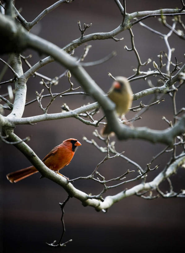 无人,站,竖图,室外,白天,仰视,植物,鸟,许多,阴影,朦胧,模糊,光线,鸟类,影子,枝条,很多,凌乱,注视,树,树木,树枝,阳光,观察,回头,看,站着,转头,两只,可爱,观看,察看,混乱,关注,红衣主教鸟,主红雀,红衣主教蜡嘴鸟,主教鸟,纷乱,缭乱,庞杂,虬枝,枝杈,站立,彩图,低角度拍摄,全身