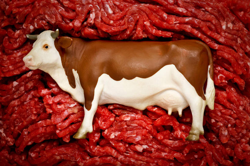 无人,躺,横图,俯视,室外,白天,牛,一头,花纹,注视,肉末,红色,动物,观察,看,家畜,牲畜,观看,察看,关注,斑纹,卧着,奶牛,躺着,卧,彩图,高角度拍摄,全身