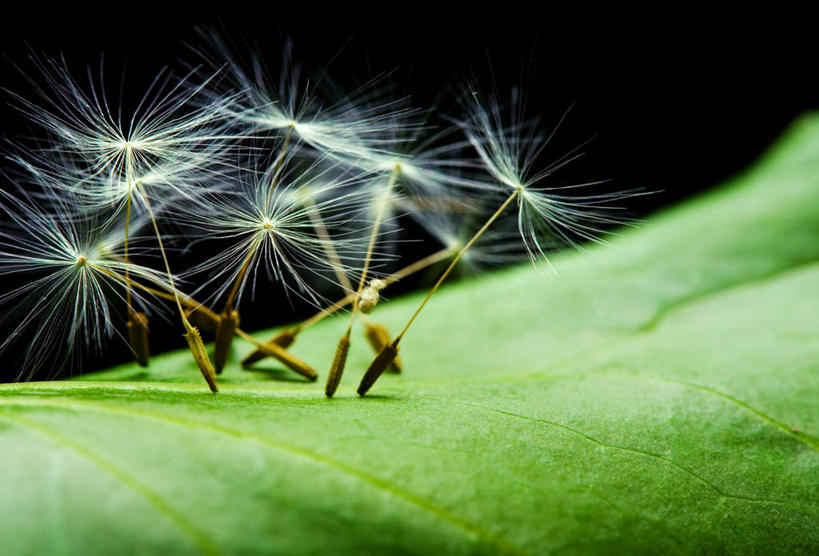 无人,横图,室外,白天,正面,爱情,旅游,度假,美景,蒲公英,叶子,一片,景观,绿叶,夏季,娱乐,自然,夏日,夏天,享受,休闲,嫩叶,景色,放松,自然风光,开朗,飘拂,炎天,叶,叶片,蒲公草,尿床草,彩图