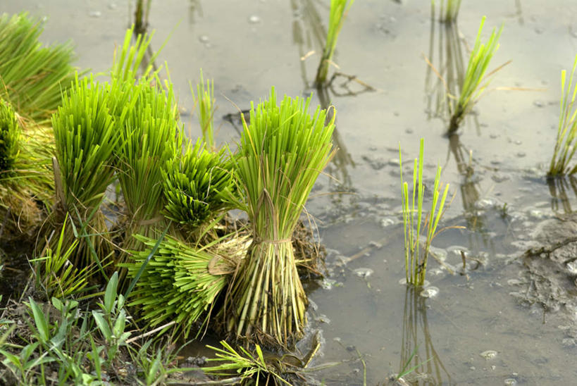 无人,农田,横图,俯视,室外,白天,庄稼,农作物,水,一堆,阴影,堆叠,堆积,光线,影子,捆,阳光,稻谷,堆,秧苗,彩图,高角度拍摄,耕地,庄稼田