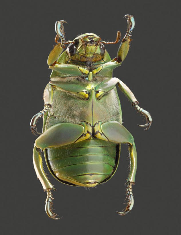 无人,站,举,竖图,室内,白天,正面,灰色背景,昆虫,甲壳虫,注视,一个,动物,观察,看,托,站着,摄影,影棚,单个,观看,察看,关注,甲虫,益虫,举起,举手,举着,向上举,向上伸,向上托,站立,彩图,全身,影棚拍摄,拍摄