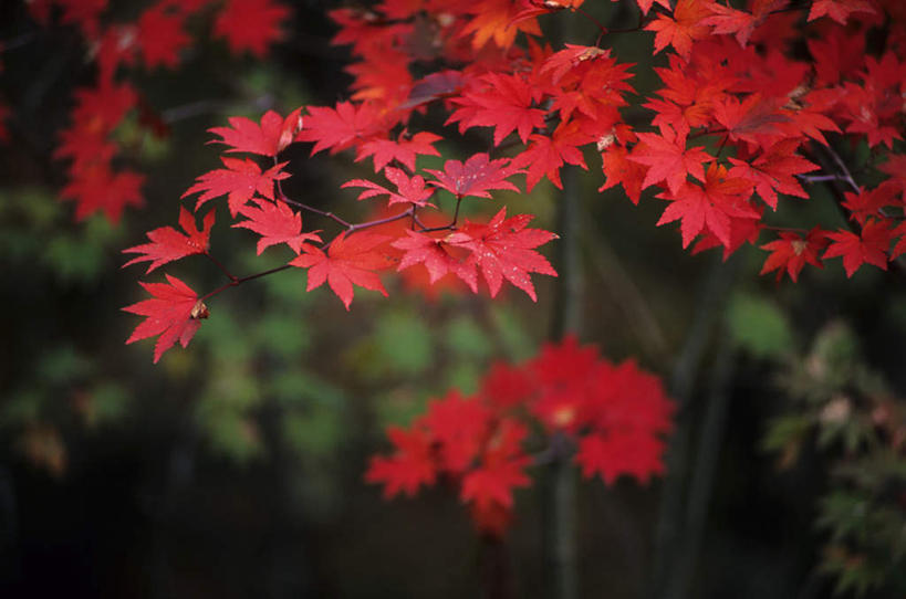无人,横图,俯视,室外,白天,美景,秋季,森林,树林,植物,枫树,叶子,朦胧,模糊,景观,枫叶,绿叶,树,树木,黄色,红色,绿色,自然,嫩叶,景色,生长,成长,枫树叶,自然风光,槭树,糖枫,糖槭,糖槭树,叶,叶片,秋,秋天,彩图,高角度拍摄