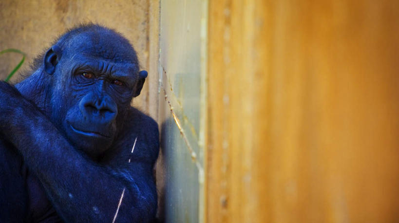 鼻子,无人,横图,室内,白天,正面,野生动物,猩猩,阴影,反射,影子,墙,注视,墙壁,墙面,一只,蓝色,动物,观察,看,靠,靠着,可爱,活泼,观看,察看,关注,大猩猩,金刚猩猩,西部大猩猩,西部低地大猩猩,鼻,鼻孔,半身,彩图