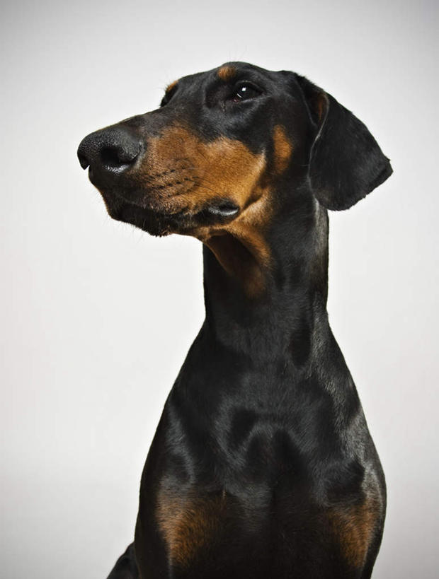 无人,竖图,室内,白天,正面,宠物,狗,一条,灰色背景,扭头,注视,黑色,动物,观察,看,转头,可爱,摄影,影棚,观看,察看,关注,杜宾犬,忠诚,笃宾狗,笃宾犬,杜宾狗,犬,半身,彩图,影棚拍摄,拍摄