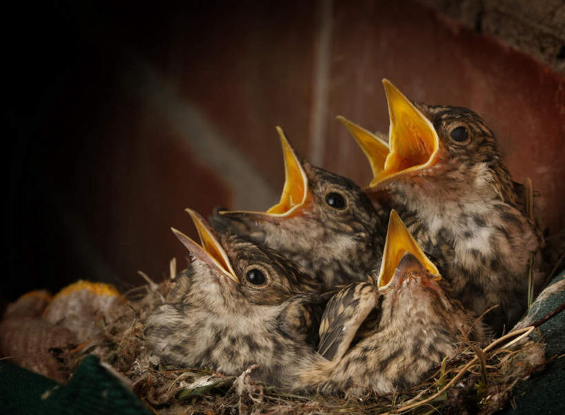 无人,坐,横图,室外,白天,侧面,光晕,鸟,燕子,三只,一排,朦胧,模糊,整齐,鸟类,注视,排列,红色,观察,看,张嘴,可爱,活泼,观看,察看,队列,关注,张大嘴巴,拙燕,京燕,张开嘴,坐着,半身,彩图,益鸟