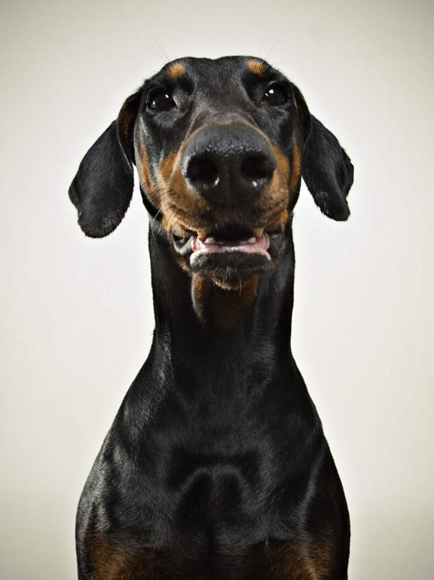 无人,站,竖图,室内,白天,正面,宠物,狗,灰色背景,注视,一只,动物,观察,看,站着,可爱,摄影,影棚,观看,察看,关注,杜宾犬,忠诚,笃宾狗,笃宾犬,杜宾狗,犬,站立,半身,彩图,影棚拍摄,拍摄