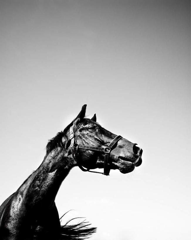 无人,站,竖图,室外,白天,仰视,马,野生动物,注视,一匹,动物,观察,看,站着,运输,牲畜,观看,察看,昏暗,关注,灰暗,晦暗,站立,半身,彩图,低角度拍摄