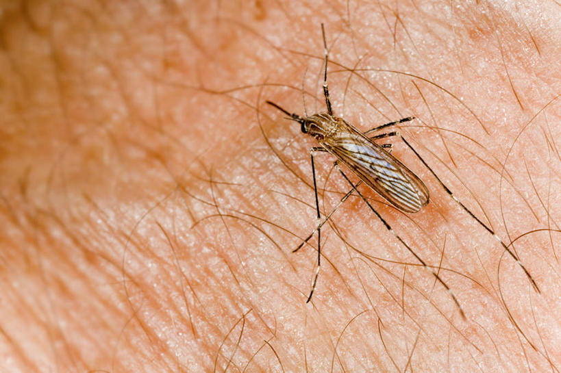 无人,横图,俯视,室外,白天,蚊子,细菌,昆虫,一只,爬行,动物,皮肤,胸腔,病菌,害虫,传染,四害,寻觅蚊,趴,彩图,高角度拍摄,全身