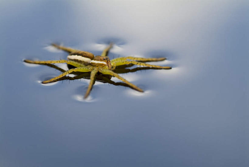 无人,横图,俯视,室外,白天,旅游,度假,湖,湖泊,美景,水,平静,昆虫,蜘蛛,湖面,景观,水流,水面,娱乐,一只,蓝色,自然,动物,湖水,享受,休闲,景色,放松,宁静,八脚螅,自然风光,害虫,波丝,水蜘蛛,银蜘蛛,彩图,高角度拍摄,全身