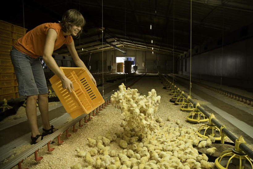 西方人,手,一个人,站,横图,室内,白天,侧面,鸡,欧洲,欧洲人,仅一个女性,仅一个人,弯腰,握,阴影,服装,透明,反射,影子,辉煌,拿,拿着,休闲装,家禽,衣服,黄色,动物,站着,仅一个中年女性,休闲,健康,手部,休闲服,握着,服饰,牲畜,活泼,希望,鞠躬,暖色,生命,篮框,礼仪,光辉,弯身,尊敬,恭敬,光明,功名,轻快,喂养,女人,女性,中年女性,白种人,站立,半身,彩图