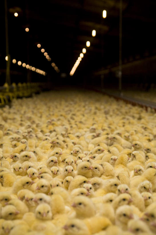 无人,农场,横图,室外,白天,正面,畜牧业,牧场,鸡,一群,透明,辉煌,拥挤,家禽,黄色,动物,健康,牲畜,活泼,希望,暖色,光辉,畜牧,牧业,光明,功名,轻快,半身,彩图