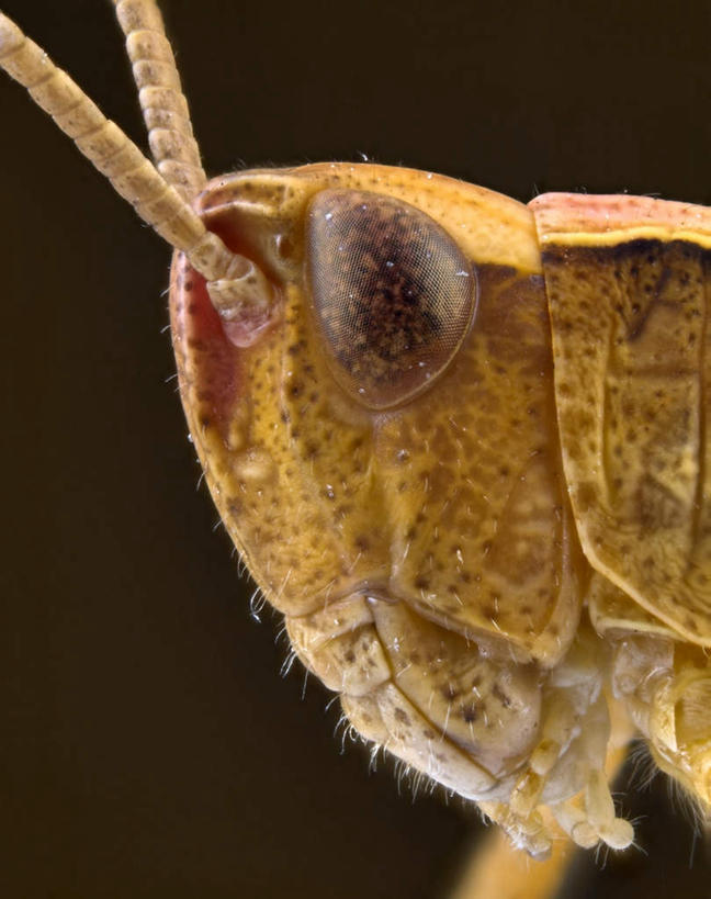 眼睛,无人,竖图,室外,特写,白天,侧面,瞳孔,阴影,朦胧,模糊,反射,昆虫,蚱蜢,影子,注视,一只,动物,观察,看,触角,眼部,观看,察看,关注,扁旦勾,害虫,眼,半身,彩图