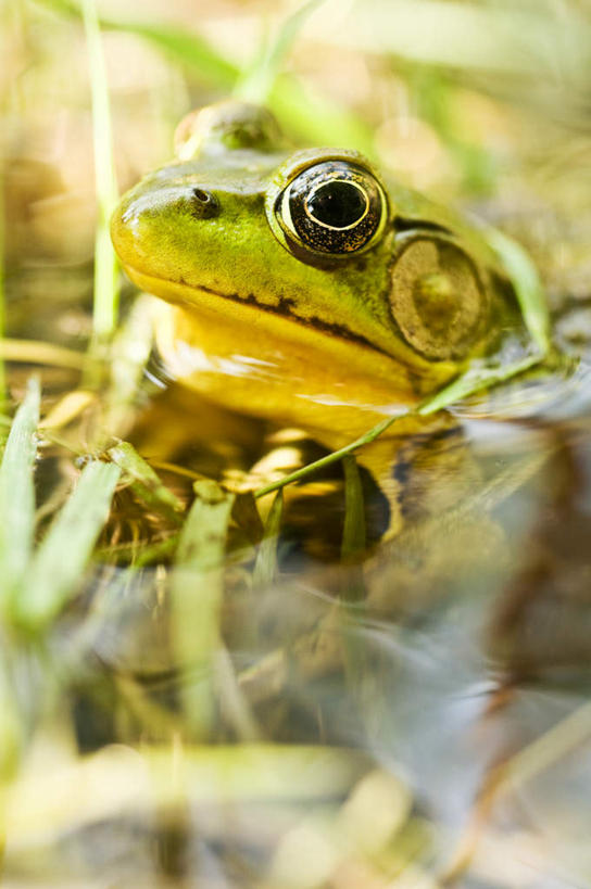 无人,竖图,俯视,室外,白天,旅游,度假,美景,植物,青蛙,野生动物,枯萎,景观,枯草,娱乐,草,一只,黄色,自然,动物,享受,休闲,景色,放松,可爱,活泼,沼泽,自然风光,池沼,半身,彩图,高角度拍摄