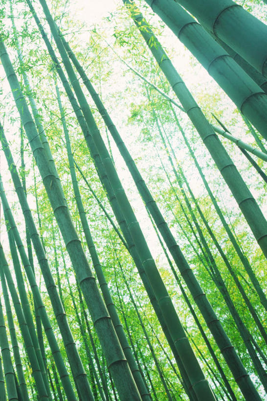 无人,竖图,室外,白天,仰视,旅游,度假,美景,森林,树林,植物,生气,光线,景观,娱乐,树,树木,绿色,阳光,自然,享受,休闲,景色,放松,活力,茂密,朝气,茂盛,生长,成长,生机,希望,自然风光,彩图,低角度拍摄