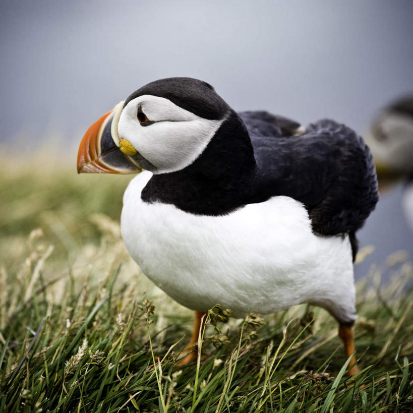 眼睛,无人,方图,室外,白天,侧面,草地,草坪,植物,鸟,羽毛,瞳孔,轻盈,柔软,鸟类,云,云朵,云彩,草,蓝色,绿色,白云,蓝天,天空,天,眼部,栖息,晴朗,喙,角嘴海雀,轻柔,栖身,眼,晴空,彩图,全身