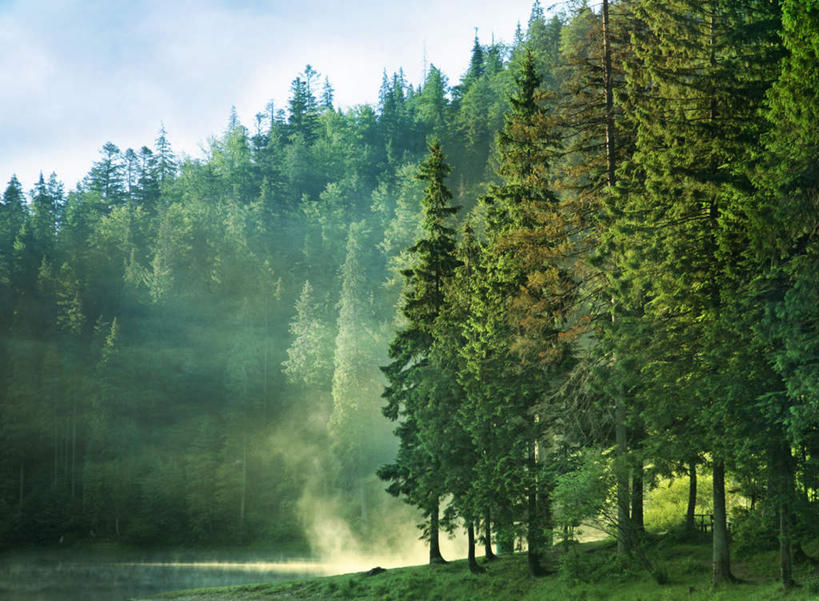 无人,横图,室外,白天,正面,旅游,度假,草地,草坪,美景,树林,植物,雾,欧洲,乌克兰,阴影,朦胧,模糊,光线,影子,景观,云,云朵,云彩,娱乐,草,树,树木,蓝色,绿色,白云,蓝天,天空,阳光,自然,天,享受,休闲,景色,放松,生长,晴朗,成长,迷雾,自然风光,东欧,乌克兰共和国,大雾,晴空,彩图